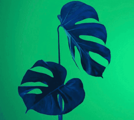 Planta selvática sobre fondo verde